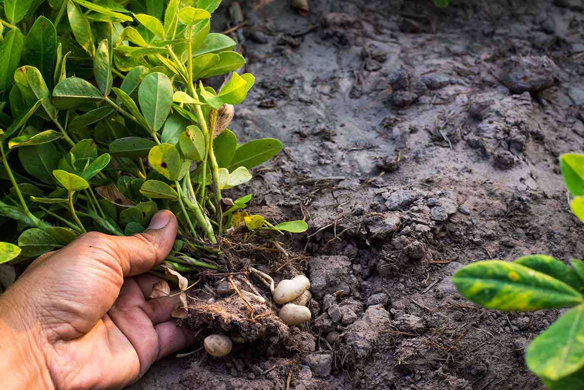 Córdoba: manejo de maní con bioestimulantes y fertilizantes balanceados